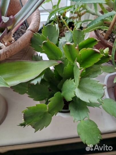 Комнатные цветы