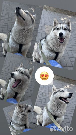 Собака хаски