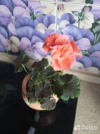 Герань пеларгония