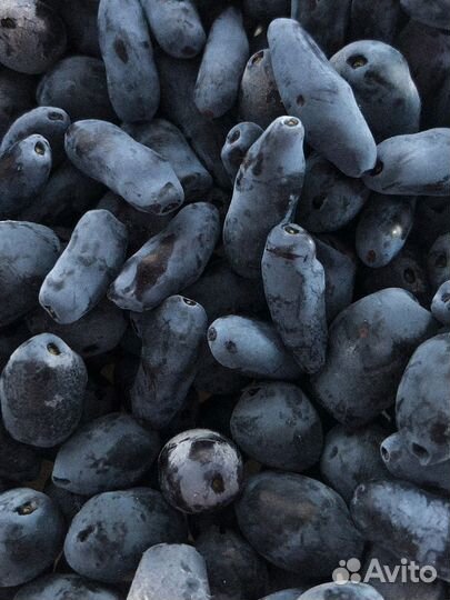 Жимолость ягоды