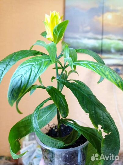 Пахистахис