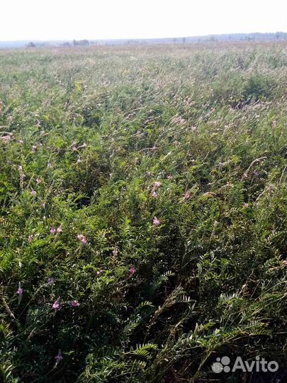 Мед с личной пасеки оптом