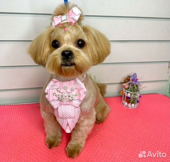 Стрижка животных