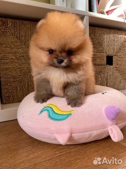 Померанский шпиц мини