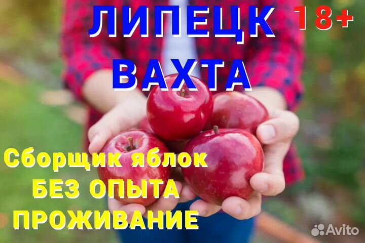 Сборщик яблок вахта Липецк (без опыта)