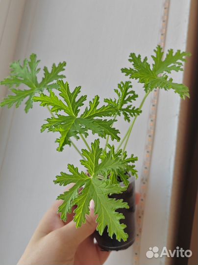 Герань лимонная