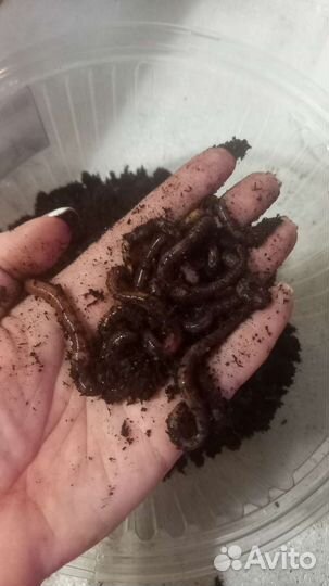 Черви для рыбалки