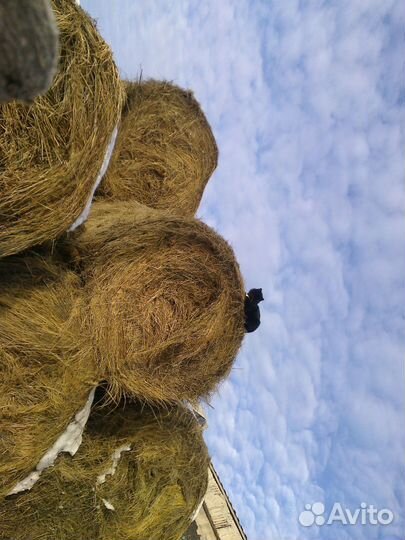 Сено солома ячменная