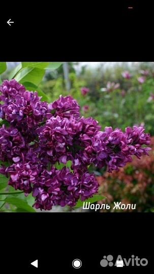 Сирень махровая