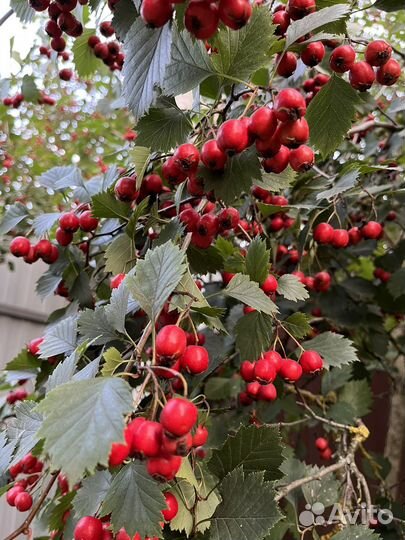 Боярышник плоды (ягоды )