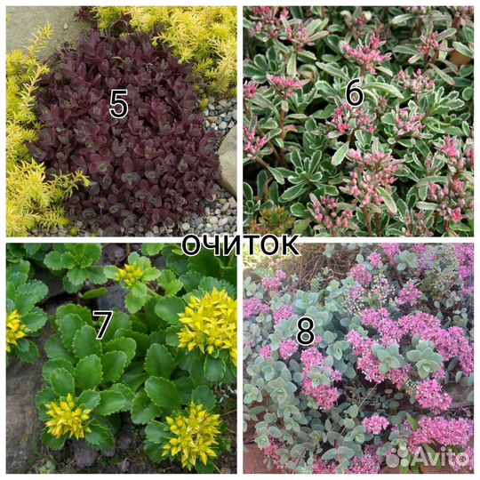 Низкорослые многолетники (читайте описание)