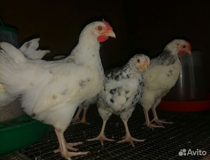 Цыплята Пушкинской породы. Инкубационное яйцо