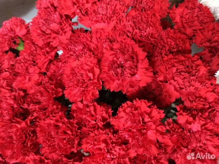 Гвоздика красная, белая