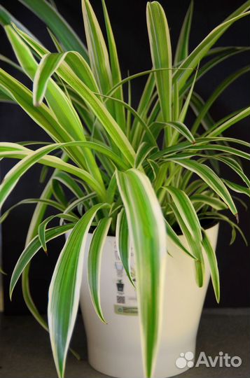 Хлорофитум