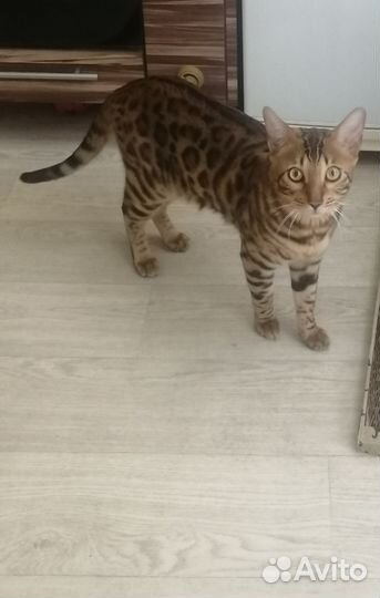 Бенгальский кот