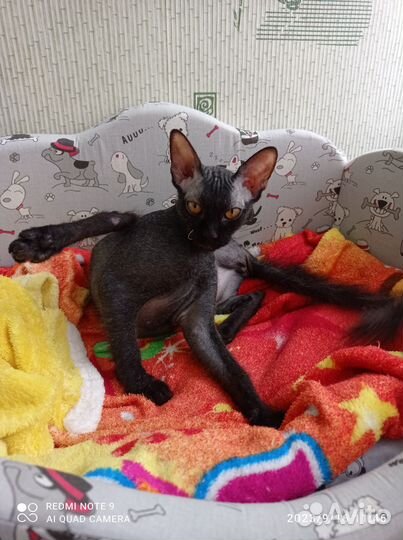 Канадский сфинкс браш