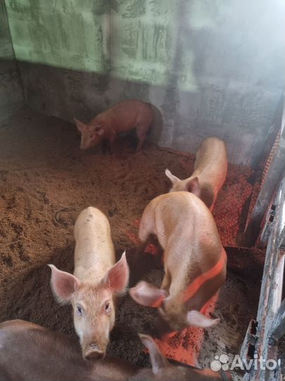 Поросята ландрас дюрок