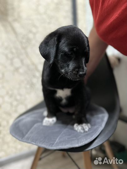 Лабрадор ритривер