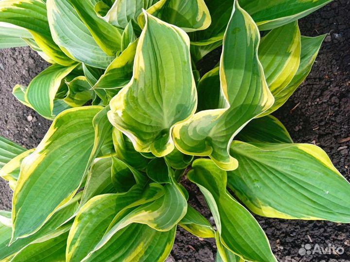 Многолетники для сада