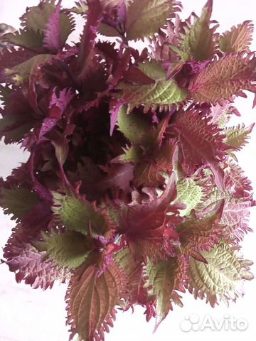 Колеусы 7 сортов