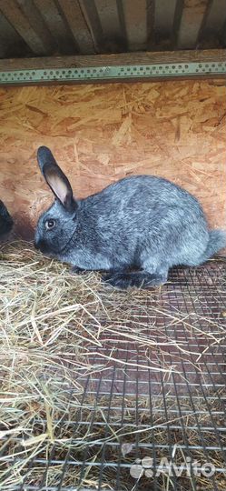 Кролики полтавское серебро