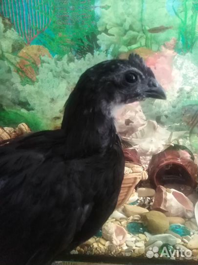 И/яйцо и Петухи породной птицы