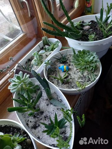 Суккуленты. Флорариум