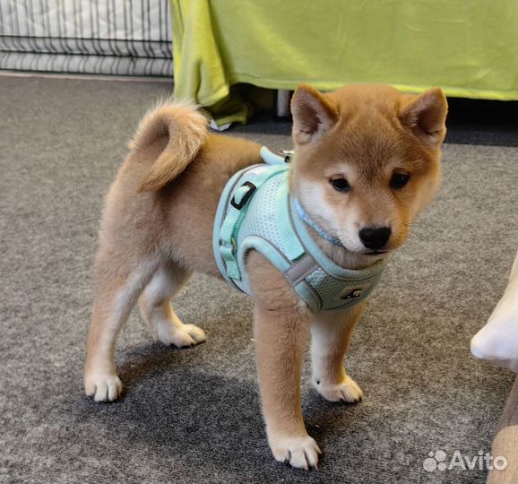 Мальчишки. Сиба ину