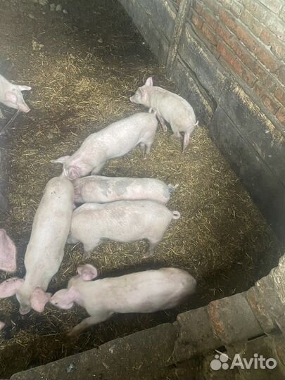 Поросята крупные