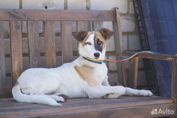 В добрые руки