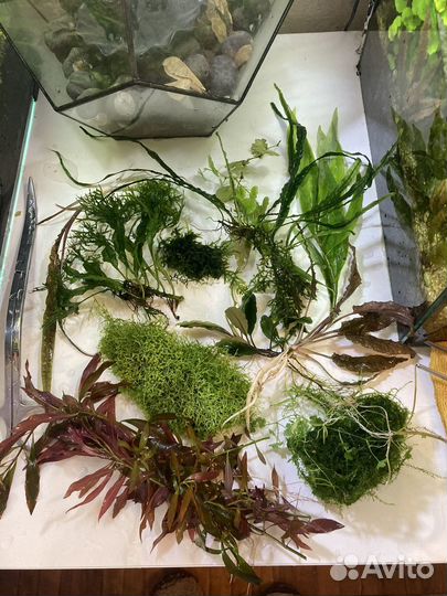 Набор аквариумных растений - прополка