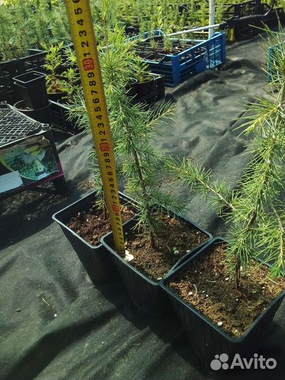 Кедр Ливанский