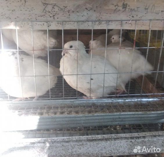 Перепела Белый Гигант