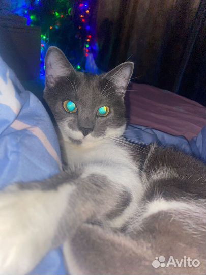 Кот