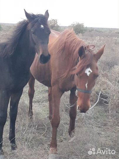 Кобыла с жеребенком