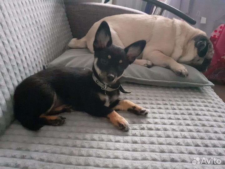 Собаки щенки