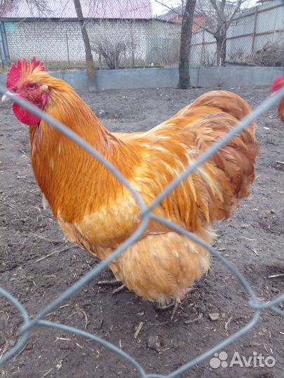 Петух орпингтон палевый