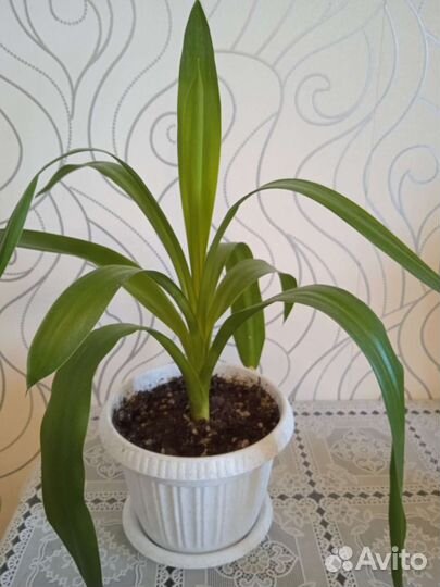 Цветы для дома, розмарин