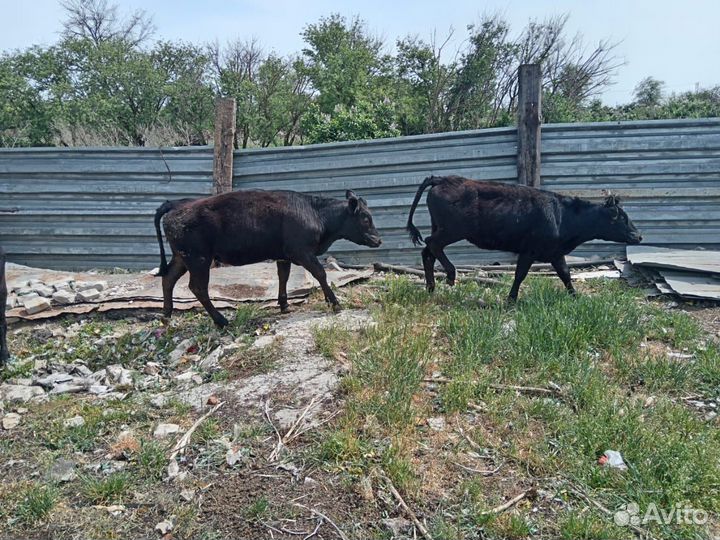 Абердин ангус телки