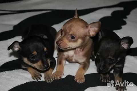 Той-терьер мини щенки