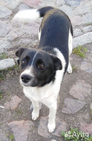 Щенок-подросток