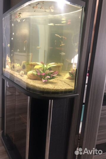 Аквариум с тумбой 120л. Рыбки в комплекте )