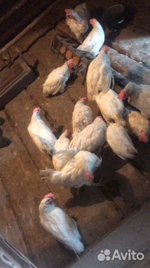 Куры несушки