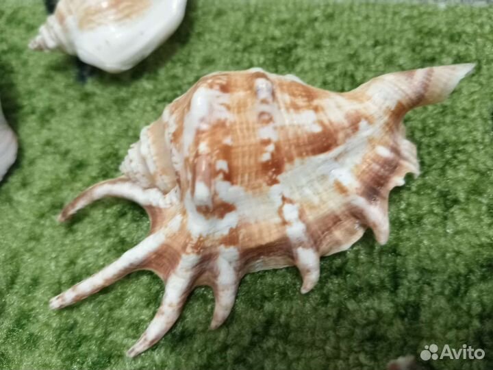 Морские ракушки раковины