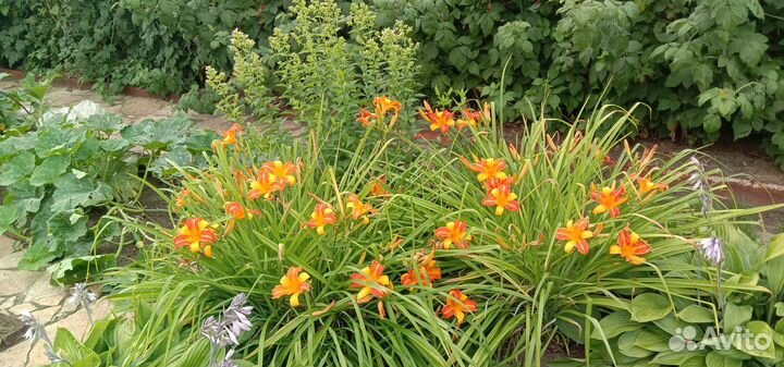 Многолетние садовые цветы