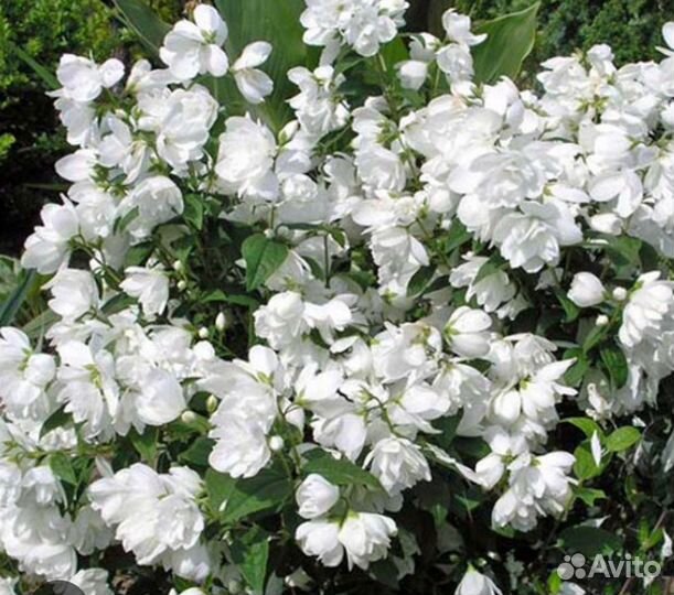 Форзиция, Пузыреплодник, Чубушник, Спиреи