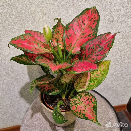 Последняя аглаонема Cherry baby