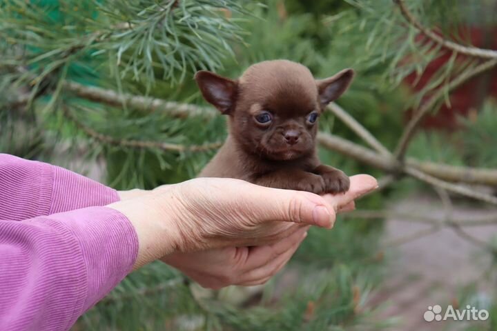 Очаровательные малыши