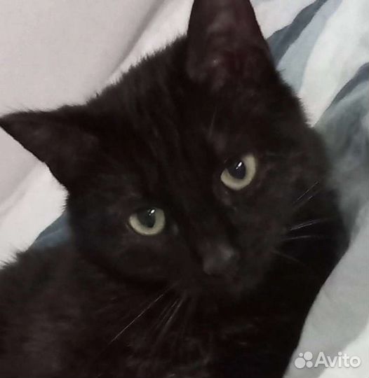 Маленькая чёрная пантера ищет дом