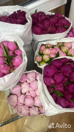 Живые цветы букеты пионы